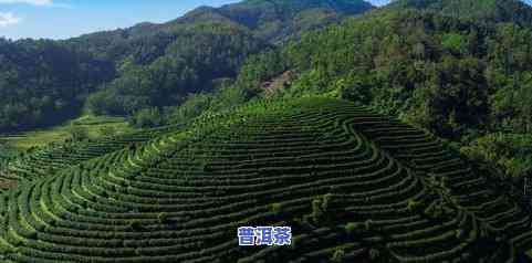 福清大山坡茶园，探秘福清大山坡茶园：品味清新自然的茶香之旅