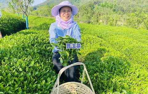 燕子窠茶叶示范基地-燕子窠茶叶示范基地在哪