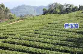 竹叶青茶产在四川哪里，探寻竹叶青茶的产地：四川的神秘茶园之旅