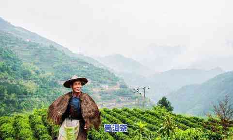 更好的茶叶产地-更好的茶叶产地是哪里