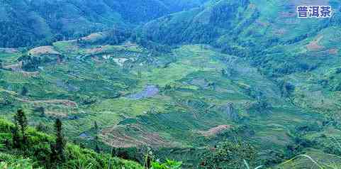 云南普洱茶核心山场是哪里啊，探寻云南普洱茶的灵魂：核心山场在哪里？