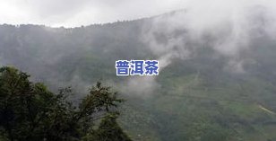 云南普洱茶核心山场是哪里啊，探寻云南普洱茶的灵魂：核心山场在哪里？