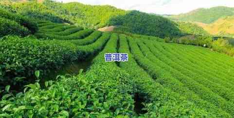 更好的茶叶产地在哪里，揭秘：全球更好的茶叶产地在哪里？