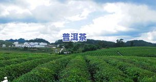 贵州梵净山茶叶基地在哪里，梵净山：寻访贵州高山云雾间的生态茶园