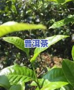 普洱茶价格前十-普洱茶价格前十名