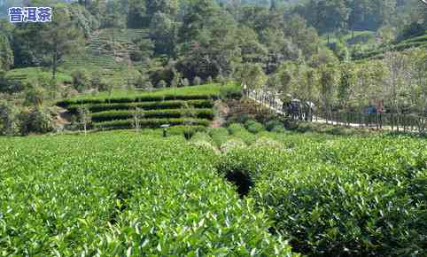 陕南茶叶种类有哪些，探索陕南茶文化：了解其丰富的茶叶种类