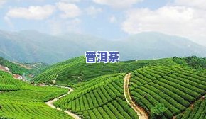 更大茶叶产地，揭秘：全球更大茶叶产地的茶文化与历史