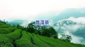 高山大野普洱茶，探索大自然馈赠：高山大野普洱茶的魅力与故事