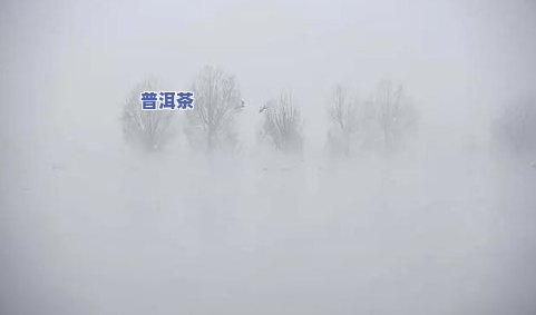 云南臻品普洱茶产地是哪里-云南臻品普洱茶产地是哪里的