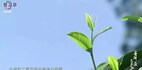 普洱茶好记-普洱茶记录片