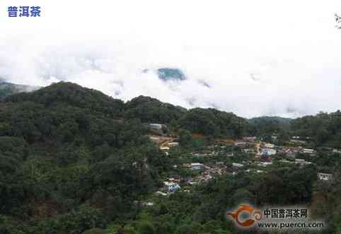 南苑普洱茶属于哪个茶区，探寻南苑普洱茶的产地：它属于哪个茶区？