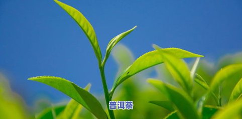 茶叶根的图片，美丽自然：欣赏茶叶根的图片