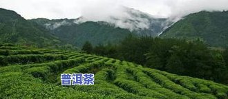 普洱茶贡院-普洱市贡茶园