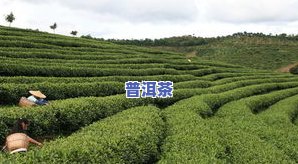 普洱茶贡院-普洱市贡茶园