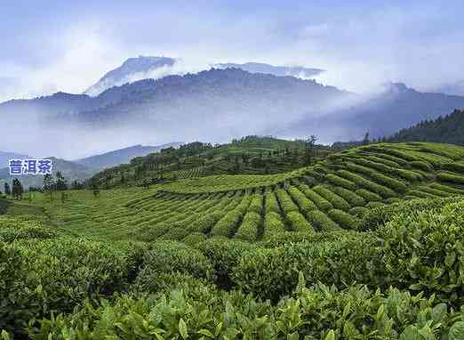 茶叶是怎么来的，探秘茶叶的起源：从种植到饮用的全过程