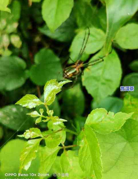 细叶香薷图片，美丽自然：细叶香薷的图片欣赏