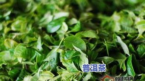 金丝猴茶叶是什么茶-金丝猴茶叶是什么茶类