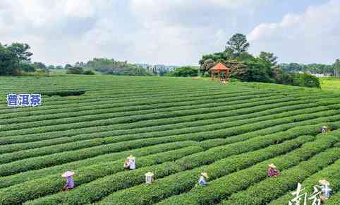 八马茶业的茶叶产地，探寻八马茶业的茶叶产地，品味源自大自然的香韵