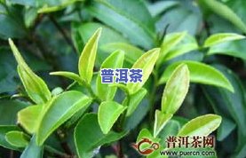 茶叶猴魁是哪里产的更好，探寻更优产地：茶叶猴魁的更佳生长地在哪里？