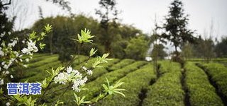 茶叶猴魁是哪里产的更好，探寻更优产地：茶叶猴魁的更佳生长地在哪里？