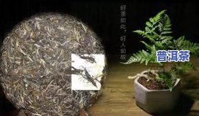 冰岛普洱茶上火吗，冰岛普洱茶是否会引发上火症状？