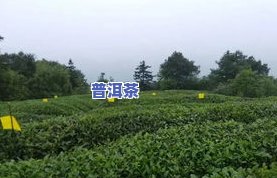 永川哪里有卖茶叶的地方，寻找永川的茶香之旅：哪里可以买到优质的茶叶？