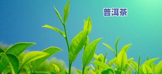 普洱茶鲜叶图片高清，高清大图：品味普洱茶的魅力，探索鲜叶之美！