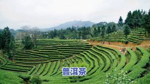 贵溪茶叶，探寻茶文化的瑰宝：贵溪茶叶的魅力与历史