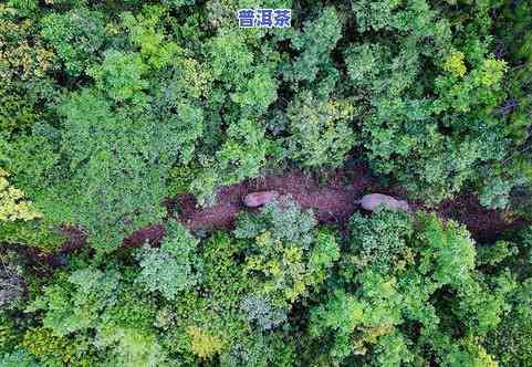 喝普洱茶能改善脂肪瘤吗-喝普洱茶能改善脂肪瘤吗女性