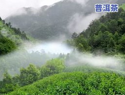 精品孔雀普洱茶图片欣赏-精品孔雀普洱茶图片欣赏大全