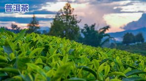 平远普洱茶-平远茶场