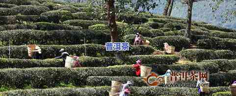 平远普洱茶-平远茶场