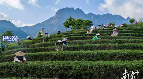 平远普洱茶-平远茶场