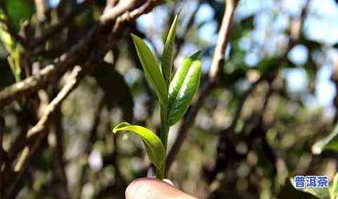 普洱茶藤条-普洱茶藤条茶