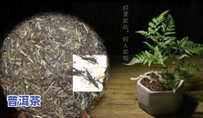 云南古韵茶业冰岛普洱茶-云南滇南古韵茶业冰岛