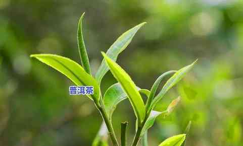 勐库大叶种茶与冰岛茶有何区别？