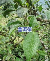 冰岛茶勐库大叶种普洱茶-勐库大叶种茶和冰岛区别