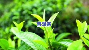 冰岛茶勐库大叶种普洱茶-勐库大叶种茶和冰岛区别