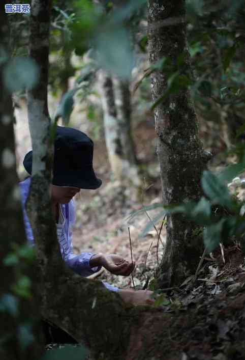 普洱茶五寨是哪五寨？详解冰岛五寨茶排名与分布