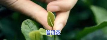 永川秀芽茶叶价格多少钱，永川秀芽茶叶的价格是多少？一起来看看！