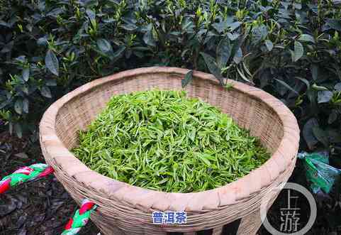 永川秀芽茶叶珍稀品-永川秀芽茶叶珍稀品种有哪些