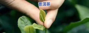 永川秀芽茶叶珍稀品-永川秀芽茶叶珍稀品种有哪些