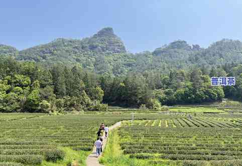 武夷山茶叶正山小神-正山小神茶叶的介格