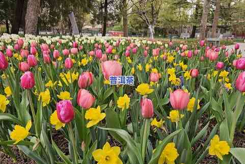 郁金香茶口感，品尝郁金香茶：独特的口感体验