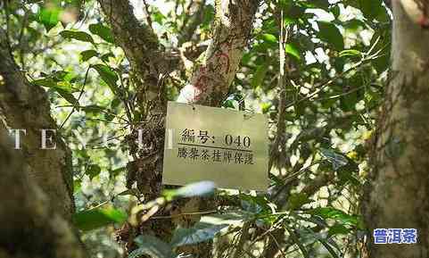 车顺号沱茶：2006年价格表及详细介绍