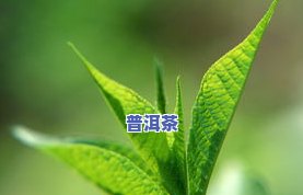 普洱茶绿叶图片，欣赏美丽的普洱茶绿叶：一幅精美的图片