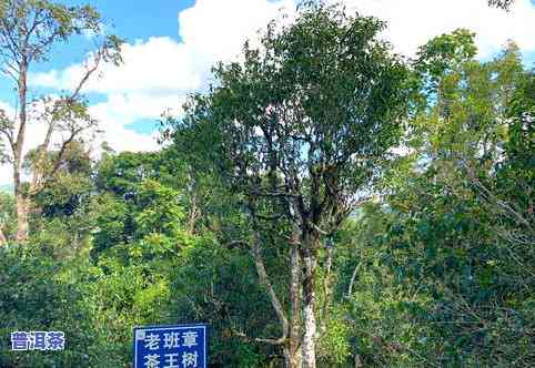 普洱茶绿叶-普洱茶绿叶图片