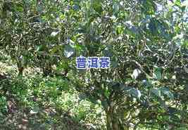 一棵普洱茶树产多少斤茶叶，揭秘：一棵普洱茶树能产出多少斤茶叶？