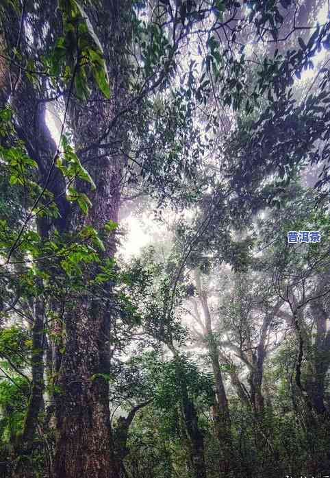 甲山古树茶，探秘甲山：古老茶树的魅力与历史