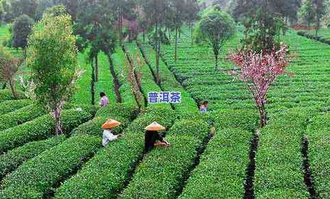 陈露云普洱：从茶园到茶杯，探索茶叶的故事